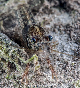 Very immature crayfish, about 5 mm in size. Comal River, ... by Robert Michaelson 